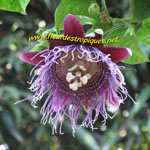 Passiflora quadrangularis / Barbadine - Jeune Plant