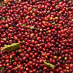 Coffea arabica borbonica / Café Bourbon Pointu  - lot de 5 graines