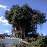 Ficus benghalensis / Banian - Jeune plant - RARE