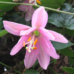 Passiflora mollissima / Passiflore Banane - lot de 20 graines