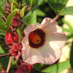 Hibiscus sabdariffa / Bissap - lot de 500 graines