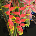 Heliconia rostrata / Balisier - Rhizome