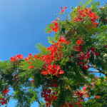 Delonix regia / Flamboyant - Plant