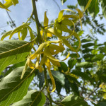 Cananga odorata / Ylang Ylang - lot de 100 graines