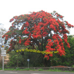 Delonix regia / Flamboyant - Lot de 10 graines