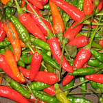 Capsicum Sp / Piment Martin- lot de 20 graines