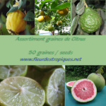 Graines de Citrus / Citronnier - Assortiment de 50 graines