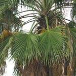 Washingtonia filifera / Palmier Jupon - lot de 25 graines