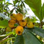 Eriobotrya japonica  / Bibasse / Neflier du Japon  - Jeune plant