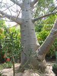 Adansonia digitata / Baobab - lot de 10 graines