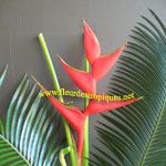 Heliconia feria / Balisier - Rhizome