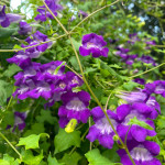 Asarina scandens / Asarine grimpante - lot de 10 graines