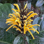 Justicia aurea / Carmantine- Jeune plant