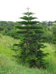 Araucaria heterophylla / Sapin - Jeune Plant