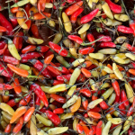 Capsicum / Piment Blanc - lot de 15 graines