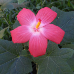 Abelmoschus moschatus / Hibiscus - lot de 6 graines