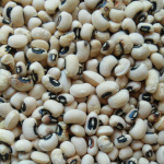Vigna unguiculata / Voème / Pois Canne - Lot de 25 graines