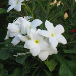 Plumeria pudica / Frangipanier - Jeune Plant