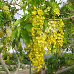 Cassia fistula / Cytise - Jeune plant