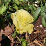 Gossypium barbadense / Cotonnier Créole - lot de 20 graines