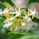 Hoya multiflora / Etoile Filante - Jeune plant - RARE