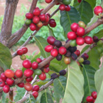 Coffea arabica / Caféier - Lot de 10 graines