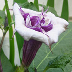 Datura ballerina - Mini plant