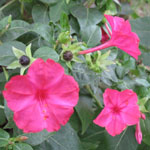 Mirabilis jalapa / Belle de Nuit Rose - lot de 15 graines